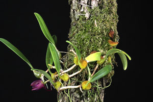 Sunipia grandilora Plant Habit